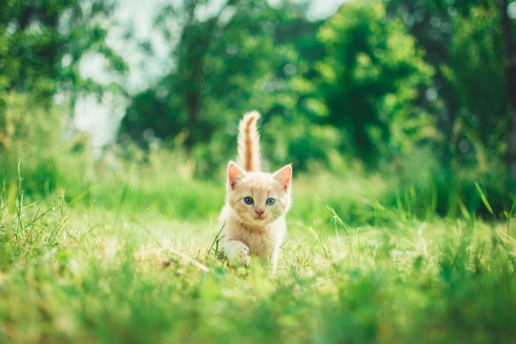 猫が草むらを歩いている写真