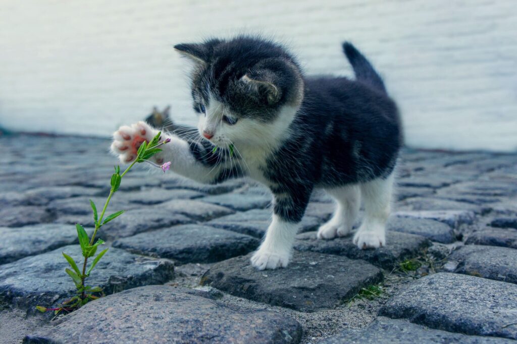 子猫が道草で遊んでいる写真