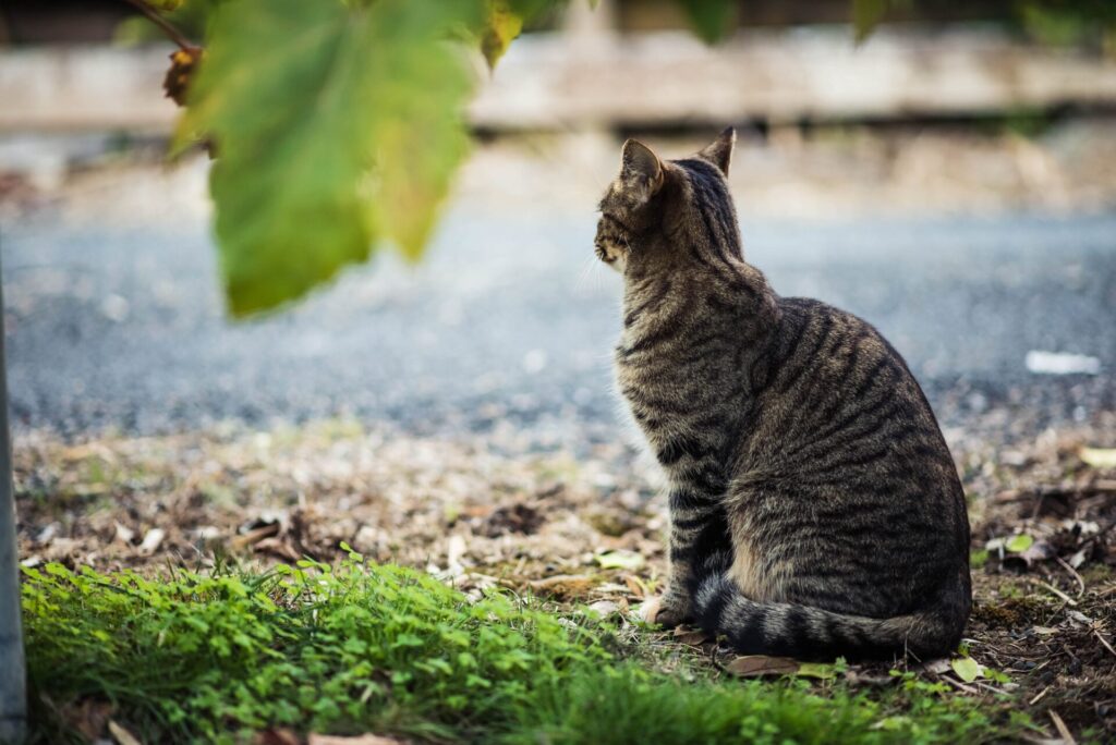 猫が遠くを見ている写真